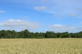 IMG_0960.JPG