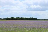 IMG_0973.JPG