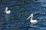 IMG_4550.JPG