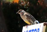 IMG_4645.JPG