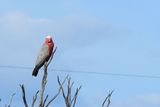 IMG_4690.JPG