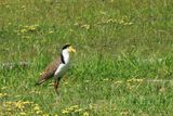 IMG_4739.JPG