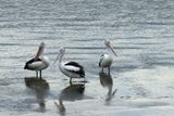 IMG_4871.JPG
