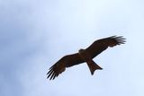 IMG_5119.JPG