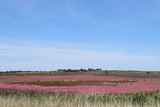IMG_5129.JPG