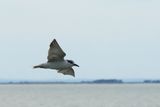 IMG_5162.JPG