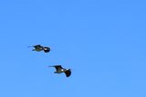 IMG_6072.JPG