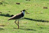 IMG_7016.JPG