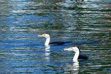 IMG_7019.JPG