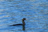 IMG_7023.JPG