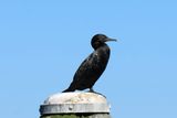 IMG_7027.JPG