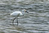 IMG_7121.JPG