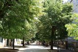 Cetinje