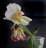 faded roses