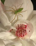 Lynx spider