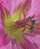 Pollen