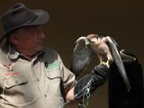 Lanner Falcon