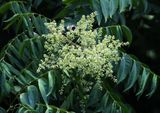 Prairie Flameleaf Sumac, Rhus lanceolata.