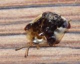 ClavateTortoiseBeetle3
