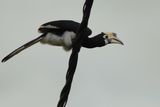 Oriental Pied Hornbil on wire