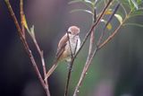 Brown Shrike onm Olander Tree