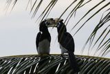 Oriental Peed Hornbil  Courtship