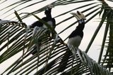 Oriental Pied Hornbill courtship