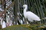 Little Egret