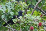 Asian Koel  - male