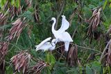 Litle Egrets Court-ship