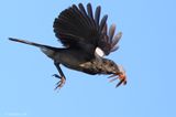 Oriental magpie-robin -female with insect