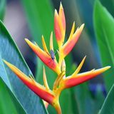 Insect-Flower