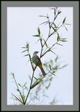 Bulbul Bamboo Framed