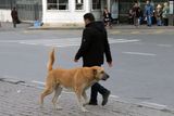 Man and Dog  (Kangal Shepherd Dog cropped ears)