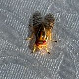 Striped-eye banded wings Fly