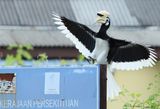 Hornbill-kepak-signboard