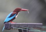 kingfisher eats centipede
