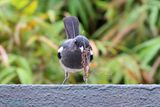 Femal Magpie Robin shows her Nesting Material