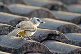 Yellow-vented Bulbul with green food