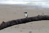 Colllred KingFisher