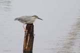 Striated Heron stalking