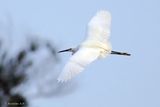 Little Egret inn flight