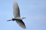Little Egret in flight
