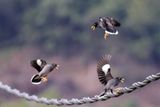 Three Javan Mynas fighting