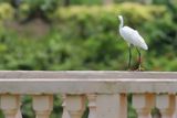 little egret at Tasik Raub