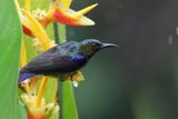 Brown-throated Sunbird - male