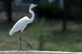 Egret intermedia