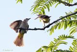Bulbul feeding