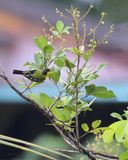 Common Iora on Rambutan tree