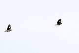 2 Common Myna flying